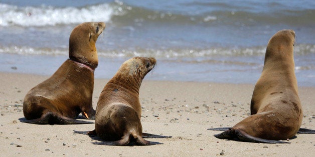 Hoppie, center, the sea lion rescued from an almond orchard, joins Eugene, left, and Fenimore, right, during their release back to the wild at Chimney Rock Tuesday, May 6, 2014, in Point Reyes National Seashore, Calif. Hoppie, a male California seal lion pup treated for malnutrition and skin mites at The Marine Mammal Center in Sausalito, Calif, was rescued after being found at the Mape's Ranch almond orchard in Modesto, Calif on March 31. (AP Photo/Eric Risberg)