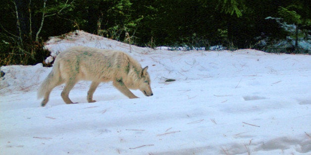 File--In this Dec. 11, 2011, file photo provided by the Oregon Department of Fish and Wildlife, a gray wolf pup from northeast Oregon's Wenaha pack sniffs snow in western Wallowa County. Ranchers told an Oregon House committee Tuesday that their existing authority to kill wolves caught in the act of killing livestock isn't enough. Three eastern Oregon legislators have proposed allowing ranchers to kill any gray wolf they reasonably believe has attacked or harassed their livestock.(AP Photo/Oregon Department of Fish and Wildlife, ho, file)