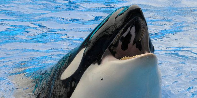 A killer whale raises its head out of the water Saturday, Feb. 27, 2010, during the first show since an orca killed a trainer at the SeaWorld theme park in Orlando, Fla. (AP Photo/Phelan M. Ebenhack, Pool)