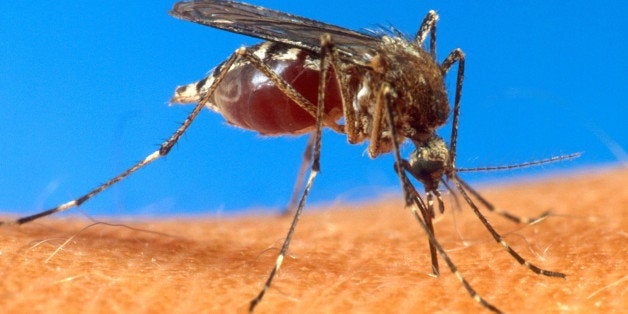 An aedes aegypti mosquito is shown on human skin in a file photo, date and location not known, from the U.S. Department of Agriculture. Arkansas Health Department officials said Monday, Aug. 5, 2002, they have detected the first known case of the mosquito-transmitted West Nile virus infecting a person in Arkansas. (AP Photo/USDA, File)