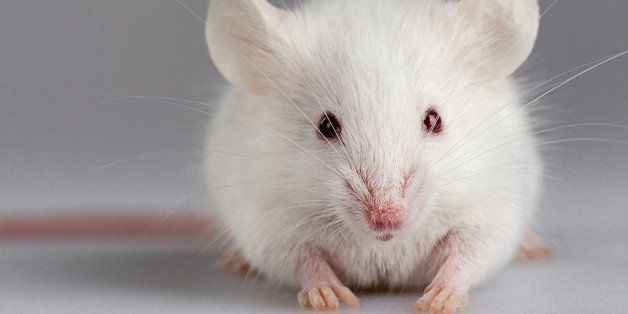 Albino mouse pose