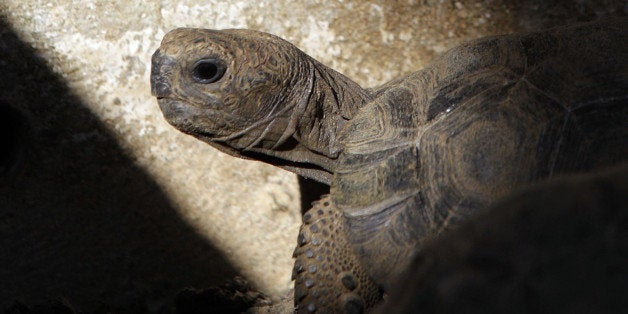 In this photo taken Dec. 9, 2012, a young tortoise walks towards a pocket of light at the Fausto Llerena Breeding Center of the Galapagos National Park and the Charles Darwin Research Station, on Santa Cruz Island, Galapagos, Ecuador. Bred in captivity, the tortoise, that is part of a breeding and repatriation program, will eventually be released into the wild. The program was created in the 1960's in response to dramatic reductions in the tortoise population due to arrival of humans to the islands. The breeding center now hosts more than 1,000 tortoises from the islands of Santa Cruz, Santiago, Pinzon, and Espanola. (AP Photo/Dolores Ochoa)