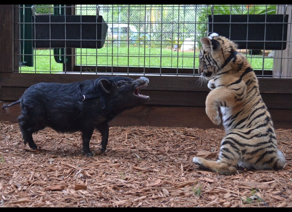 Unlikely Animal Friends