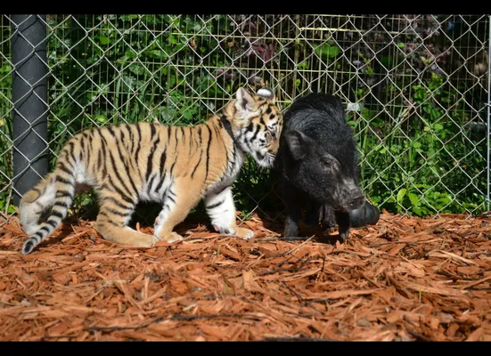 Cute Baby Tiger Cubs Playing - CUTEST Compilation 