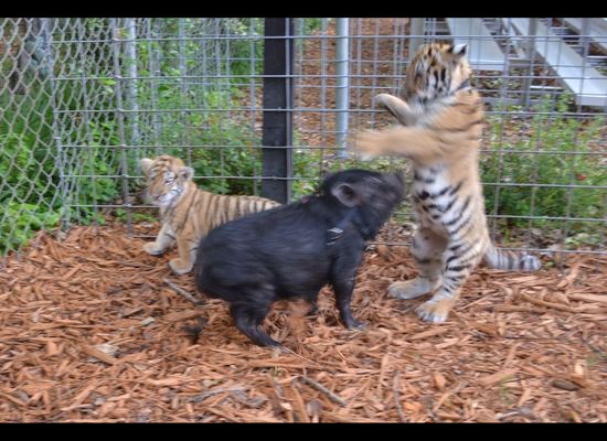 Cute Baby Tiger Cubs Playing - CUTEST Compilation 