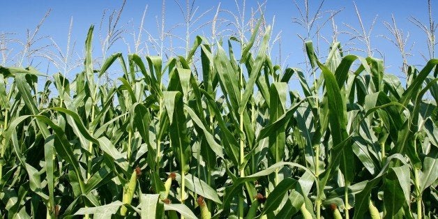 Corn LLeida, Catalonia, Spain