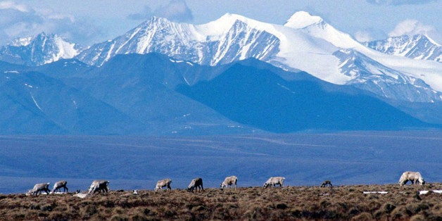 FILE -- Caribou graze on a section of the Arctic National Wildlife Refuge in Alaska in this undated file photo. The dispute over drilling in an Artic wildlife refuge has stymied energy legislation, prompting the Bush administration to link the debate to national security. (AP Photo/Arctic National Wildlife Refuge, File)