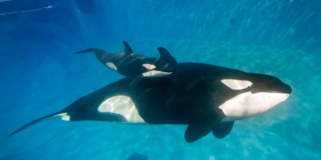 SAN DIEGO, CA - DECEMBER 02: In this handout photo provided by SeaWorld San Diego, mom and baby killer whale swim together at SeaWorld San Diego's Shamu Stadium December 4, 2014 in San Diego, California. Kalia, a 10-year-old killer whale, gave birth to the calf at 12:34 p.m. Tuesday, Dec. 2, under the watchful eyes of SeaWorld's zoological team. The calf is estimated to weigh between 300 and 350 pounds and measure 6 to 7 feet. The gender of the calf is not yet known. As with any killer whale birth, the mother and calf are being observed round the clock for the first few weeks. (Photo by Mike Aguilera/SeaWorld San Diego via Getty Images)