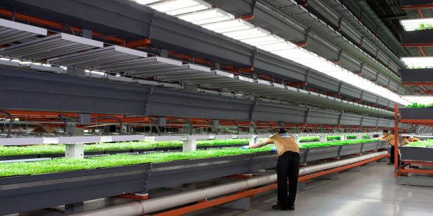 In this photo provided by FarmedHere, a worker checks crops at the indoor vertical farm in Bedford Park, Ill. on Feb. 20, 2013. The farm, in an old warehouse, has crops that include basil, arugula and microgreens, sold at grocery stores in Chicago and its suburbs. Officials at FarmedHere plan to expand growing space to a massive 150,000 square feet by the end of next year. It is currently has about 20 percent of that growing space now. (AP Photo/Heather Aitken)