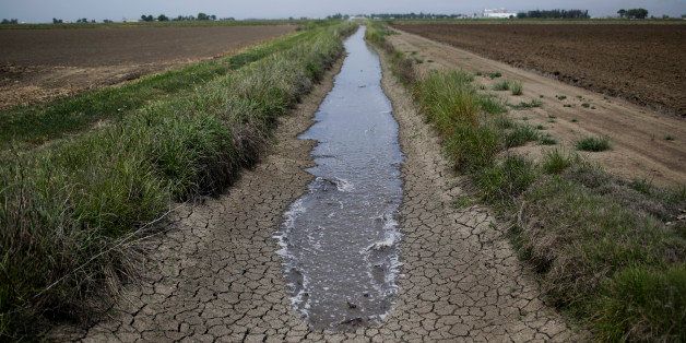 In this May 1, 2014 photo, irrigation water runs along the dried-up ditch between the rice farms to provide water for the rice fields in Richvale, Calif. A federal agency said Friday it will not release water for most Central Valley farms this year, forcing farmers to continue to scramble for other sources or leave fields unplanted. (AP Photo/Jae C. Hong)