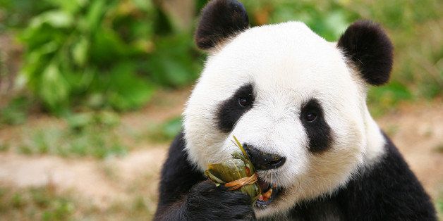 YANTAI, CHINA - JUNE 01: (CHINA OUT) A giant panda eats 'Zongzi' (glutinous rice dumplings) during Dragon Boat Festival celebrations at Yantai Zoo on June 1, 2014 in Yantai, China. The Dragon Boat Festival, also known as the Duanwu Festival, falls on May 5th of the Chinese Calendar. (Photo by ChinaFotoPress via Getty Images)