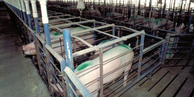 Pigs are shown in narrow confinement crates in this undated photo made available by the United States Department of Agriculture. A new study is raising questions about the effectiveness of small, metal crates for pregnant pigs that animal welfare groups say are cruel and inhumane. (AP Photo/USDA)