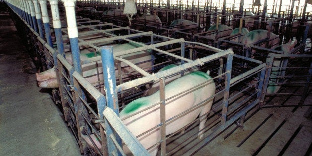 Pigs are shown in narrow confinement crates in this undated photo made available by the United States Department of Agricultu