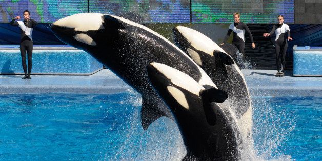FILE - In this March 7, 2011 file photo, trainers Joe Sanchez, left, Brian Faulkner and Kelly Aldrich, right, work with killer whales Trua, front, Kayla, center, and Nalani during the Believe show in Shamu Stadium at the SeaWorld Orlando theme park in Orlando, Fla. After more than a year of public criticism of its treatment of killer whales, SeaWorld said Friday, Aug. 15, 2015, that it will build new, larger environments at its theme parks and will fund additional research on the animals along with programs to protect ocean health and whales in the wild. (AP Photo/Phelan M. Ebenhack, File)