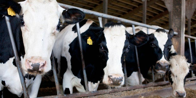 USA, New York State, Cows in barn