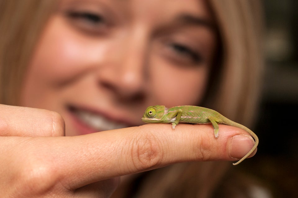 Chameleon Baby Boom in iSimangaliso in the month of Love