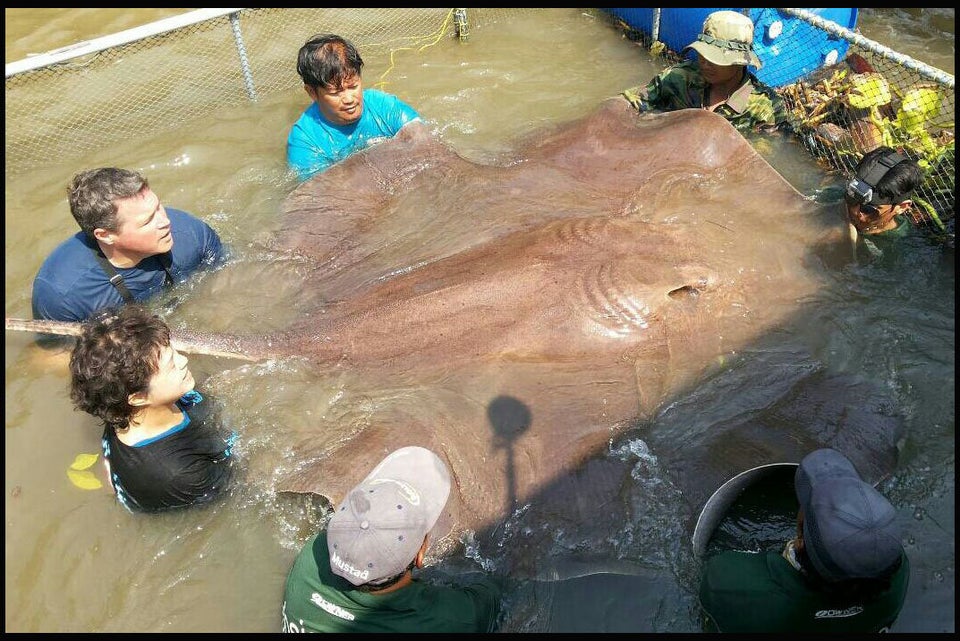 giant freshwater stingray barb