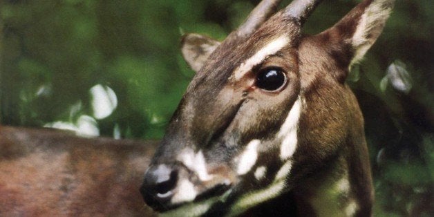 This undated photo released by the World Wide Fund for Nature, shows a saola, location unknown . Vietnam has set aside a sanc