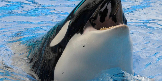 A killer whale raises its head out of the water Saturday, Feb. 27, 2010, during the first show since an orca killed a trainer