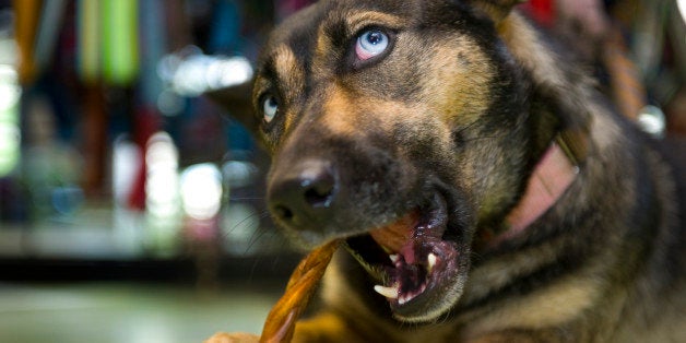 WASHINGTON, DC - August 14: 'Ladybug' a foster dog, chews on a bully stick at Wagtime, a local pet spa in Washington, DC on August 14, 2012. For eleven years now Wagtime has catered to owners and their dogs and will be opening an additional location in southeast DC soon. Aside from daycare and grooming services, they also host rescue dogs from Lucky Dog Rescue until the dogs are adopted. Last year about 500 foster dogs were adopted, some coming back to be clients again. (Photo by Linda Davidson / The Washington Post via Getty Images)