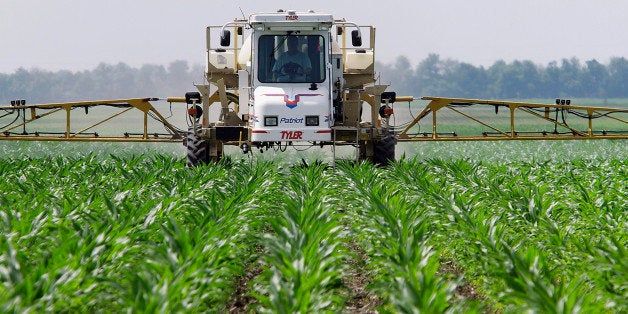 In this June 1, 2010 photo, central Illinois corn farmer Jerry McCulley sprays the weed killer glyphosate across his cornfield in Auburn, Ill. A handful of hardy weeds have adapted to survive glyphosate _ sold as Roundup and a variety of other brands _ which many scientists say threatens to make the ubiquitous herbicide far less useful to farmers. (AP Photo/Seth Perlman)