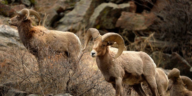 GOLDEN, CO. - February 14, 2015: Bighorn sheep foraging in Clear Creek Canyon near Golden. February 14, 2015 Golden, CO (Pho