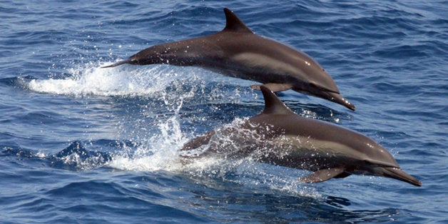 This undated image provided by National Oceanic & Atmospheric Administration shows long-beaked common dolphins in the wil