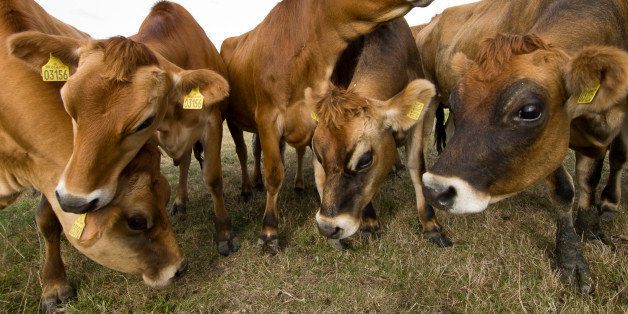 Jersey cattle (Bos taurus) on farm, UK