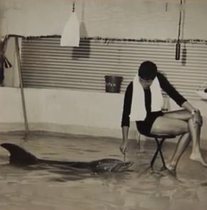 The Girl Who Talked To Dolphins 