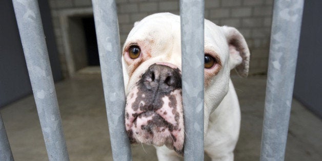 Homeless dog behind bars in an animal shelter