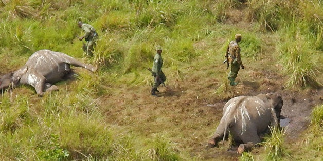 In this photo taken on Tuesday, May 20, 2014, Park ranges stand near the remains of three elephants that were killed by poachers in the Garamba National Park, situated in the Democratic Republic of Congo. At least 68 elephants, some 4 percent of the population of one of Africaâs oldest parks, have been slaughtered by poachers over the last two months using chain saws and helicopters, warned the non-profit group managing the park. The Johannesburg-based African Parks group said that since mid-May, the 5,000 square kilometer (1,900 square mile) Garamba National Park established in 1938 has faced an onslaught from several different bands of poachers. (AP Photo/African Parks)