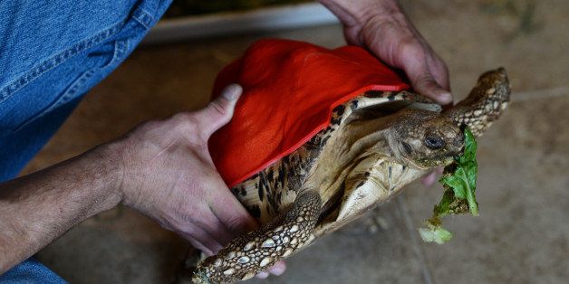 GOLDEN, CO - MARCH 25: Cleopatra, a leopard tortoise, whose shell is deformed because of malnutrition, wears a new prototype 3-D printed prosthetic shell, March 25, 2015. Nico Novelli owner of Canyon Critters Reptile Rescue where Cleopatra now lives looks after the tortoise. (Photo by RJ Sangosti/The Denver Post via Getty Images)