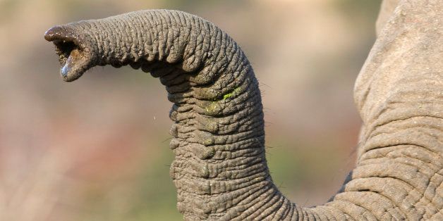Close up of elephant's trunk