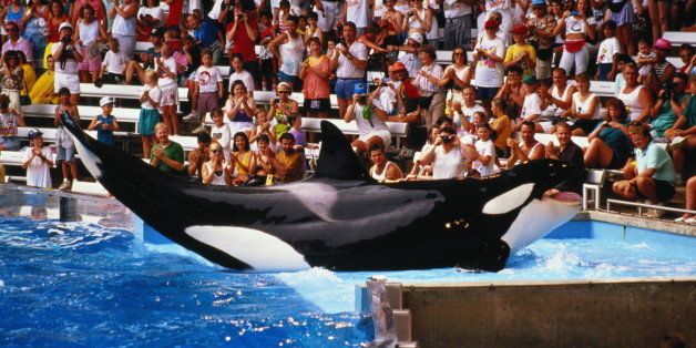 USA,Florida,Seaworld,Killer Whale lying in shallow water