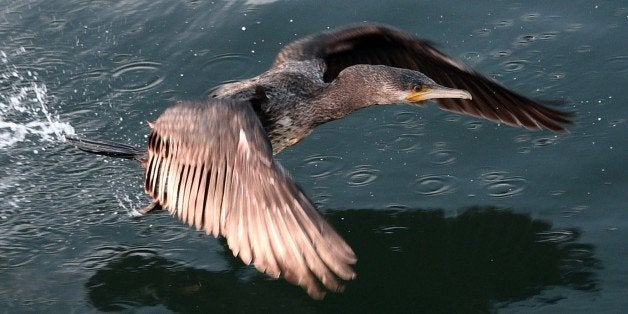 A cormorant flies in the lock of Saint-Malo, western France, on November 1, 2014. AFP PHOTO / DAMIEN MEYER (Photo cred
