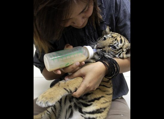 Baby tiger found stuffed in bag at Thai airport