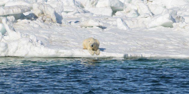 Polar Bears Can't Rely On Land-Based Foods When The Ice Melts, Study ...