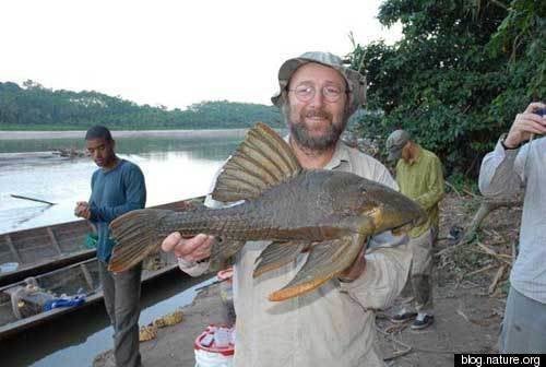 Armored Catfish That Eats Wood Discovered In Amazon Huffpost