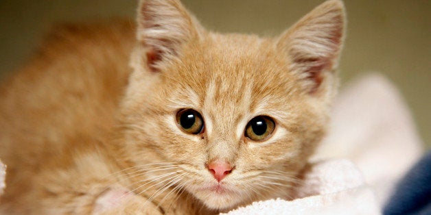 Elsa, a kitten, recovers at the Denver Dumb Friends League animal shelter, Friday, Nov. 14, 2014 in Denver, the day after she