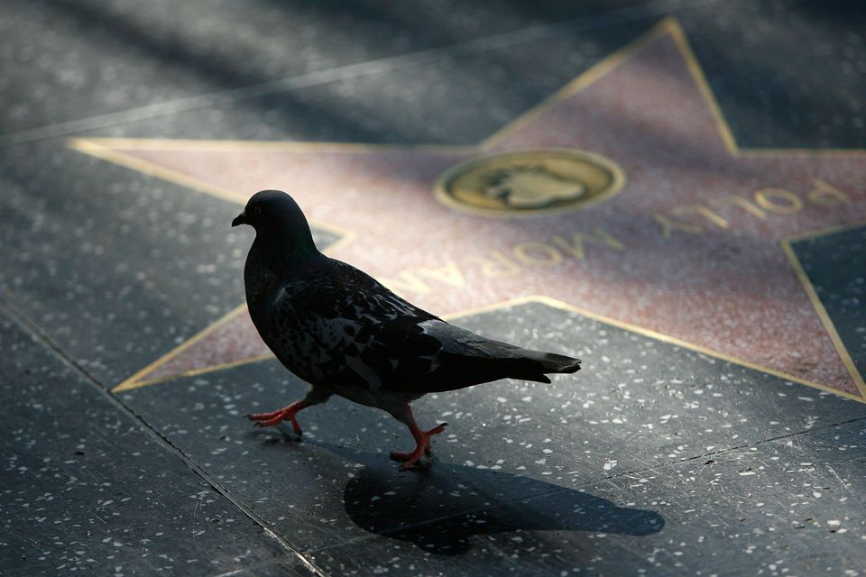 Pigeons In Hollywood