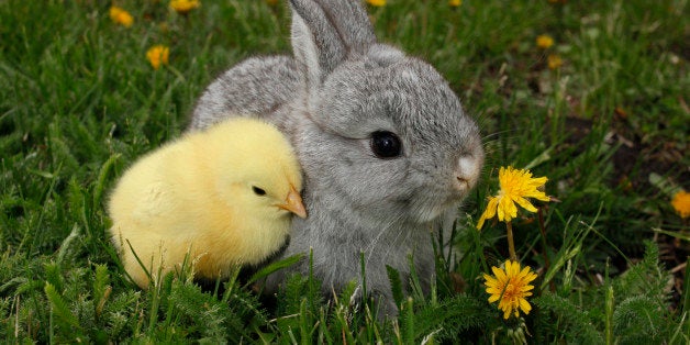 This is a beautiful gray rabbit bunny and yellow chick.