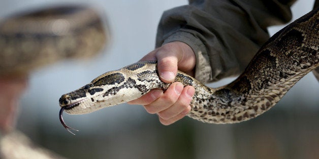 MIAMI, FL - JANUARY 29: Edward Mercer, a Florida Fish and Wildlife Conservation Commission non-native Wildlife Technician, holds a North African Python during a press conference in the Florida Everglades about the non-native species on January 29, 2015 in Miami, Florida. The Florida Fish and Wildlife Conservation Commission along with the Everglades Cooperative Invasive Species Management Area (ECISMA), Miami-Dade County, National Park Service, South Florida Water Management District, U.S. Fish and Wildlife Service, United States Geological Survey, University of Florida were surveying an area for the Northern African pythons (also called African rock pythons) and the Burmese Python in western Miami-Dade County. The teams of snake hunters were checking the levees, canals and marsh on foot for the invasive species of reptile. Many of the non-native snakes have been introduced in to the wild when people release pet snakes after they grow to large to keep. (Photo by Joe Raedle/Getty Images)