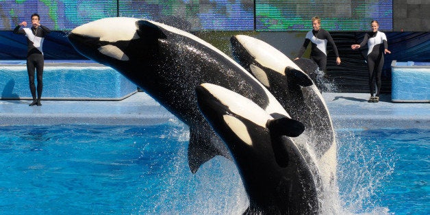 In a March 7, 2011 photo, trainers Joe Sanchez, left, Brian Faulkner and Kelly Aldrich, right, work with killer whales Trua, front, Kayla, center, and Nalani during the Believe show in Shamu Stadium at the SeaWorld Orlando theme park in Orlando, Fla. SeaWorld's three theme parks are slowly working to get trainers back in the water with killer whales, one year after a 6-ton orca named Tilikum suddenly dragged a trainer off a platform by her hair and drowned her. (AP Photo/Phelan M. Ebenhack)