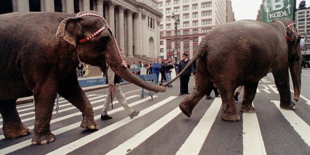 FILE - In this April 9, 1999 file photo, a pair of Ringling Brothers and Barnum and Bailey Circus elephants cross Eighth Avenue in front of the Main Post Office in New York. The circus will phase out the show's iconic elephants from its performances by 2018, telling The Associated Press exclusively on Thursday, March 5, 2015 that growing public concern about how the animals are treated led to the decision.(AP Photo/Lynsey Addario)