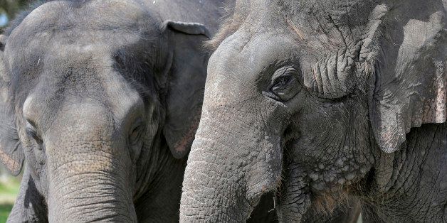 In this Tuesday, March 3, 2015 photo, elephants Icky, right, and Alana stand together at the Ringling Bros. and Barnum & Bailey Center for Elephant Conservation, in Polk City, Fla. The Ringling Bros. and Barnum & Bailey Circus said it will phase out its iconic elephant acts by 2018. (AP Photo/Chris O'Meara)