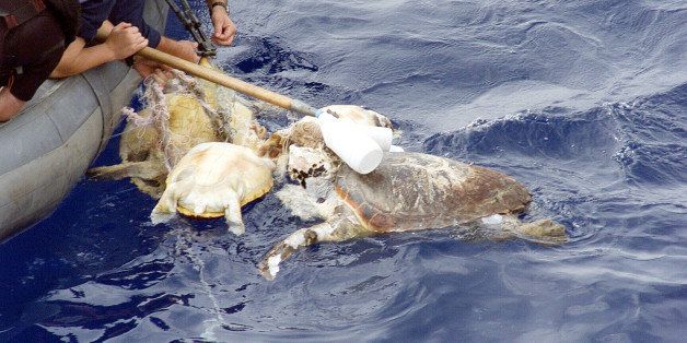 391919 01: Sailors from the USS Thorn use bolt cutters and knives to free the only surviving sea turtle in a group of four found tangled in some long-ago discarded netting, July 10, 2001 in the Mediterranean Sea. (Photo by Thomas Freeze/US Navy/Getty Images)