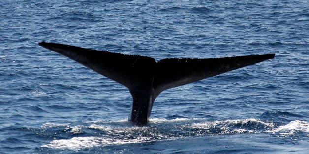 On the clear warm sunny day in Southern California a Blue whale dives and shows it's fluke in front of the Sea Breeze Crui