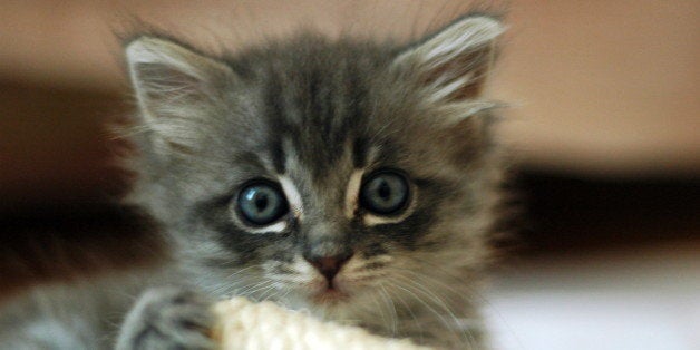 A particularly cute abandoned kitten. Found only a week or two old, with her big brother (the darker one).