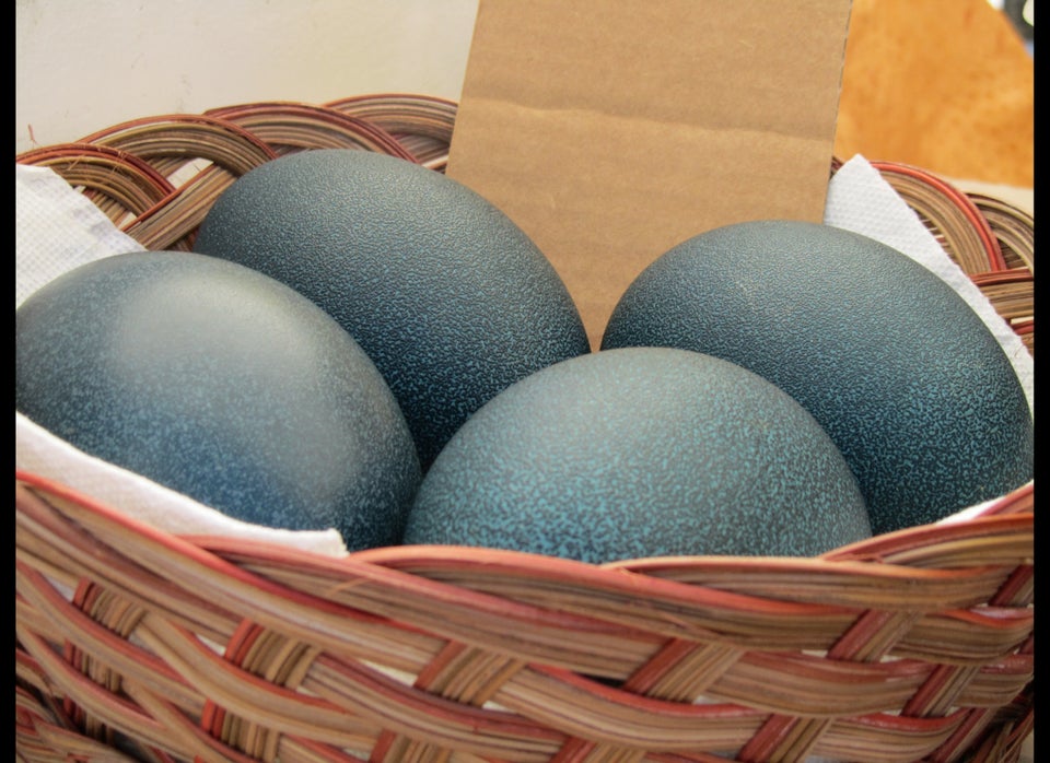 Ostrich and Emu Eggs