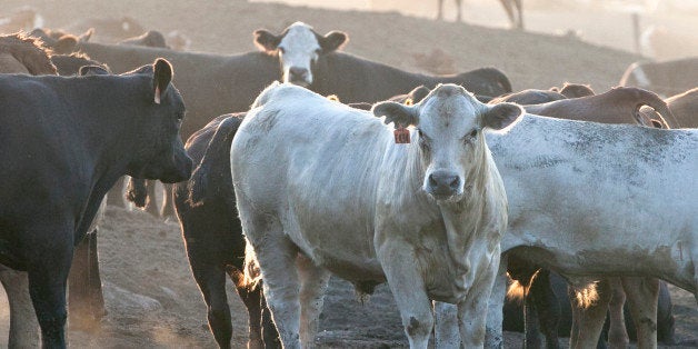 Cattle are seen at a feedlot near Beemer, Neb., Friday, July 20, 2012. The Agriculture Department releases on Friday its estimate of the size of the nation's cattle herd. Higher prices of feed and the loss of pasture due to drought is forcing ranchers to thin their herds. (AP Photo/Nati Harnik)